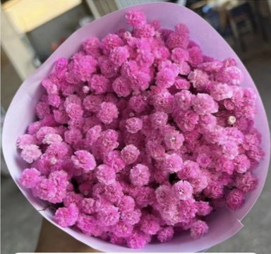 彩色滿天星（粉色）